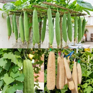 30 Pcs Luffa Seeds – Non-GMO Vegetable & Fruit Seeds, Grow Natural Luffa Sponges for Home Garden or Backyard Planting