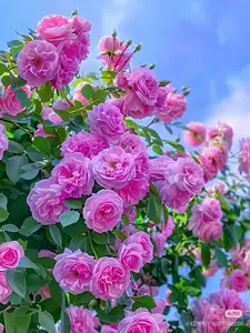 200 seeds, climbing wall roses, creating a dreamy world of floral walls
