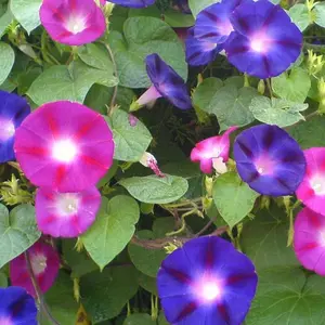 50+Tall Morning Glory Seeds Mix Climbing Vine Flower Fence Garden USA