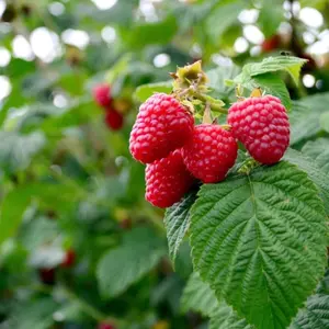 Caroline Raspberry Starter Plants