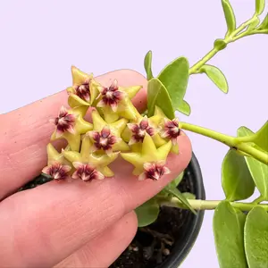 4" Hoya Cumingiana - Rare Hoya - Live Plant - Wax Vine - Pet Friendly Houseplant - Unique Leaf