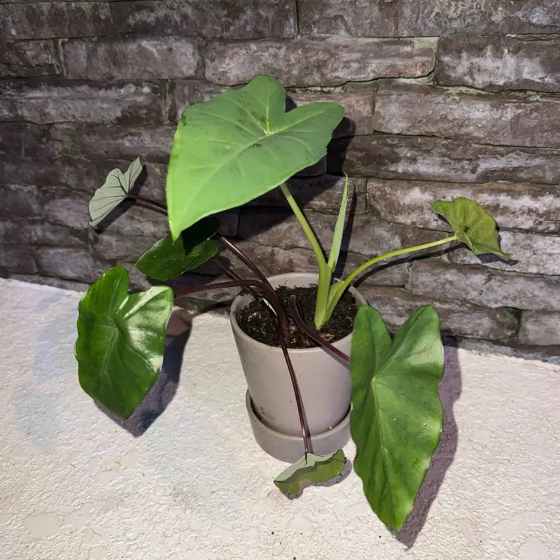 insecticides for indoor plants Natural + Non-Toxic Houseplant Pest Spray