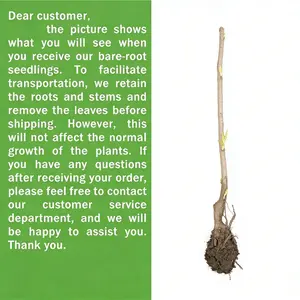 Live Tree - A living rhizome sapling, evergreen perennial for use in gardens, gardens or pots.
