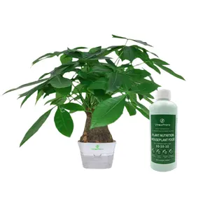 Indoor 5-Leaf Money Tree Bonsai, Bulbous Trunk, Sturdy Branches, Long-Lasting Ornamental Value, High Survival Rate