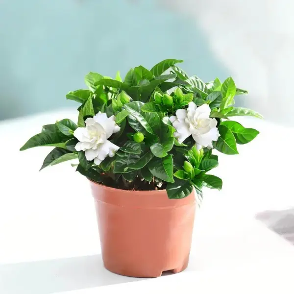 Fragrant Gardenia Jasminoides Common Gardenia – White Flowering Live Potted Plant