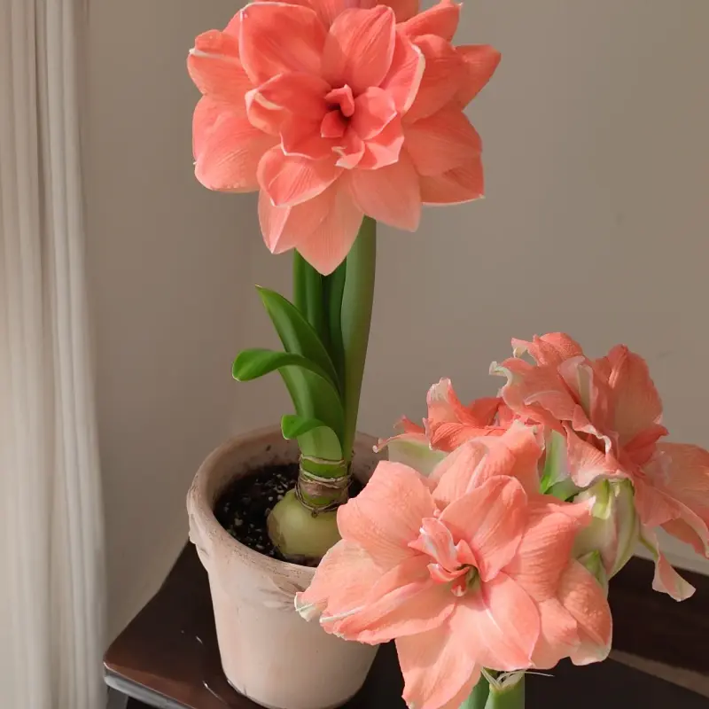 Large Double Peach Amaryllis Bulbs, Decorative Hippeastrum Bulbs for Home Windowsill Decor, Reblooming Perennial Flowers, Beginner Friendly Potted Flower Bulbs for Patio & Indoor Ornament