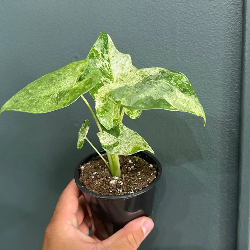 alocasia ordora 4" plant