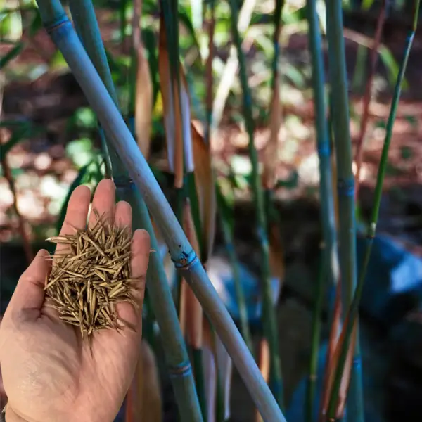 50 Colorful Clumping Bamboo Seeds- Non-Invasive Perennial Grass, Fast-Growing for Garden Borders, Eco-Friendly Landscaping, Rare Decorative Variety, Easy to Grow