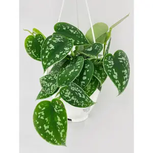Scindapsus Pictus 'Argyraeus' Satin Pothos