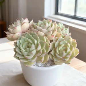 Echeveria ‘Ben Badis’  Colorful Red & Green Multi-Head  – Perfect for Weddings, Holidays & Home Decor Mini Plug  Succulent Garden