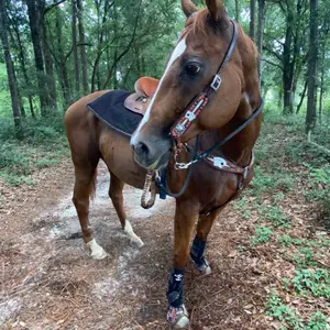Wire Horse Spandex Tail Bag For Horses in Great Colors