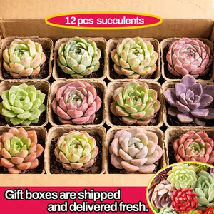 12 Succulents, Fine Succulents, Live Plants, Mixed Succulents, Bare Root Shipping, Collectible Grade, Suitable for Gardening Enthusiasts, DIY Projects, Wedding Favors, No Duplicates