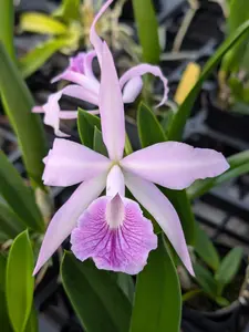 B. nodosa x C. Canhamiana | BS not in bloom