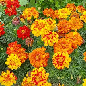 200 Pcs Mixed Marigold Seeds – Long-Lasting Color, Easy-Grow Flowers for Vibrant All-Season Gardens