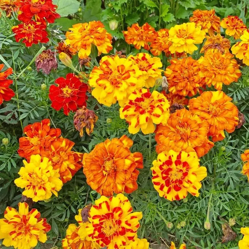 plant wildflower seeds in spring Southwest Mix Bulk Wildflower Seeds, 1lb main image 1