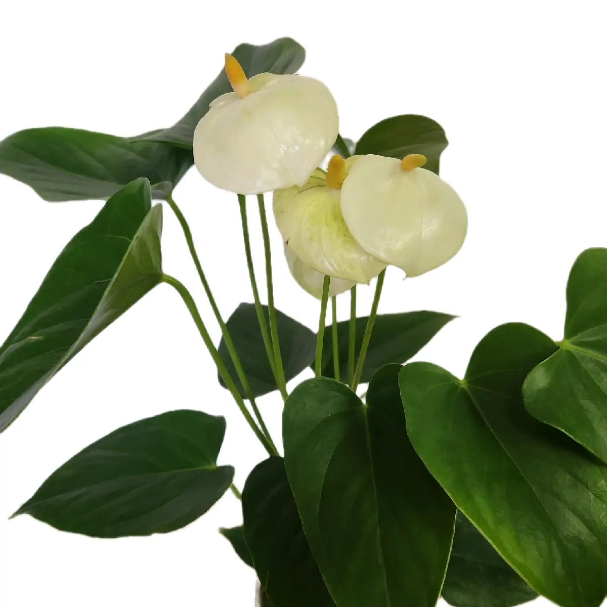 4" Anthirium Vanilla White Flowering Houseplant Easy Care Flowering Long  Blooming All Year Tropical Plant - TikTok Shop