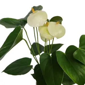 4" Anthirium Vanilla White Flowering Houseplant Easy Care Flowering Long Blooming All Year Tropical Plant