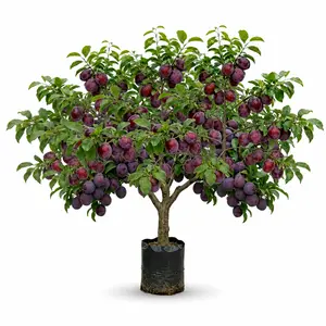 Ximei Plum Live Rooted Sapling, Heat, Drought & Cold-Tolerant Sweet Purple Fruit Tree for Home Orchards