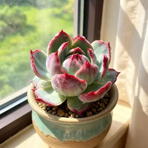Echeveria Agavoides ‘Casio’ Variegata – Rare Variegated Succulent Plant, Live Bare Root (No Pot), Colorful Echeveria, Easy Care, Drought Tolerant, Collector Plant, Home Decor & Plant Lover Gift**