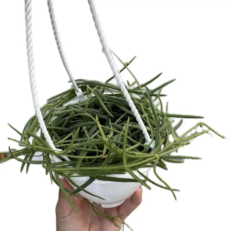 Hoya Linearis Hanging Basket 4.5in Live Plant - Wax Plant - Long Green Foliage - Vining Houseplant - Tropical Gift - Unique Indoor Plant - Porcelain Flower - Non Toxic, Pet Safe - Easy Care - Climbing Succulent Vine