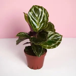Calathea Medallion - 4”