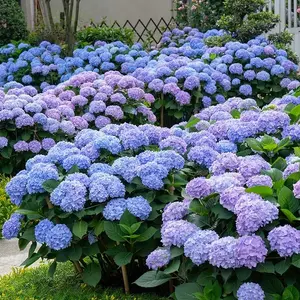 200+ Premium Soft Blue & Lavender Hydrangea Seeds - Vibrant Lacecap Blooms for Beautiful Gardens