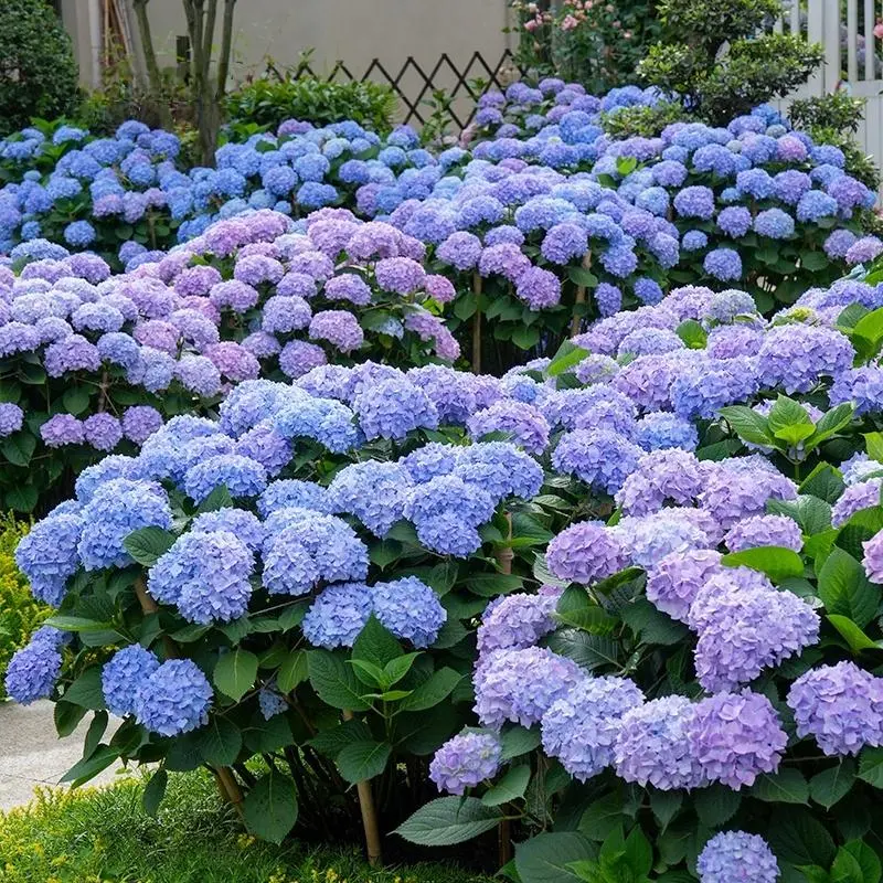 200+ Premium Soft Blue & Lavender Hydrangea Seeds - Vibrant Lacecap Blooms for Beautiful Gardens