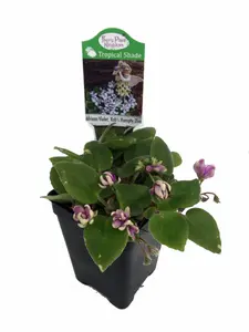 Humpty Doo Mini African Violet - 2.5" Pot - Terrariums/Fairy Gardens/Houseplant