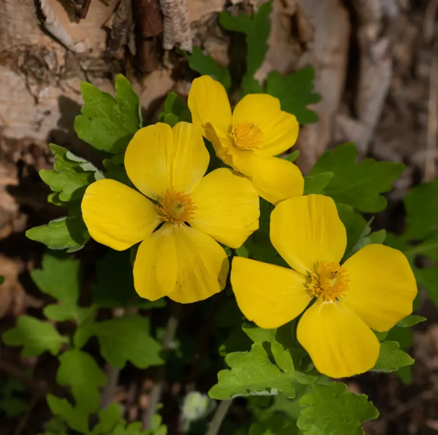 Live Celandine Yellow Poppy Bulbs – 5 Bulbs Pack – Bright Spring Blooms – No Ship to AK, HI & P.R.