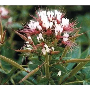 Green River 100 Red White Clome Spider Seeds - Perennial flower seed pack, vibrant spider blooms for summer gardens, heat-tolerant outdoor plants, butterfly magnet