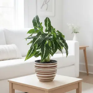 Syngonium wendlandii 'Black Velvet'