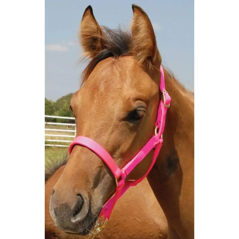 Jeffers Nylon Foal & Pony Halter Jeffers Nylon Foal & Pony Halter