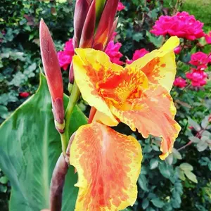 Canna Lily Rhizomes