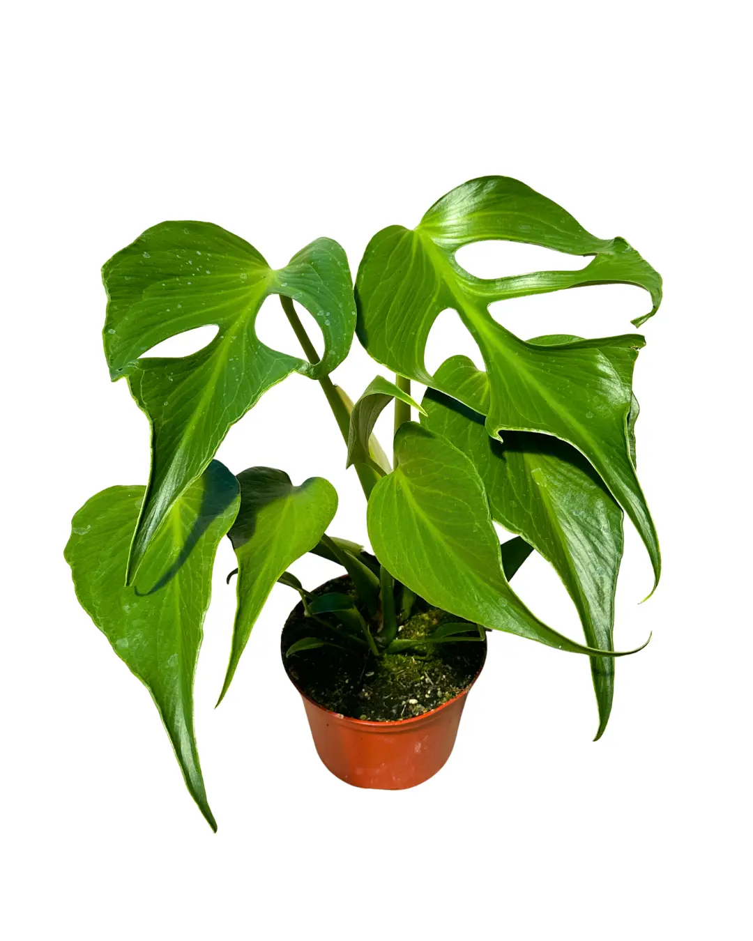 6" Monstera Burle Marx Flame – Monstera Burle-Marxii Flame – Live Plant