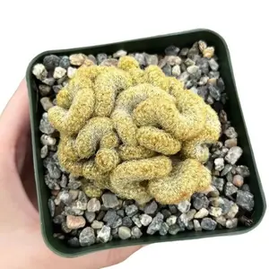 Golden Brain Cactus - Red Brain Cactus - Crested Cactus - Mammillaria Cristata Cactus - Rare Cactus - Unique Plant in 4" pot