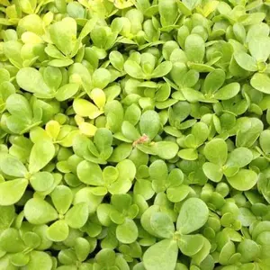 Purslane Seeds 'Goldberg Golden' (Portulaca oleracea sativa) – 100+ Seeds for Edible Gardens, Salads, and Succulent Ground Cover