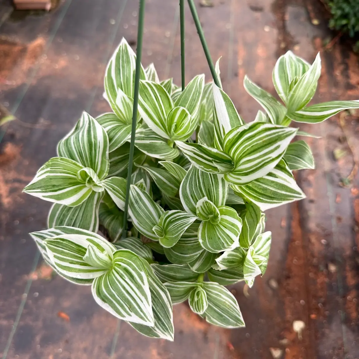 Tradescantia white Variegated  plant 6 in pot