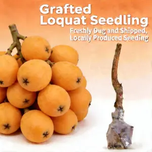 Loquat Tree Live Plant Seedling Fruit Tree for Outdoor Garden Backyard Patio Container Planting Evergreen Fruit Tree Home Gardening Variety Easy Care Seasonal Plant