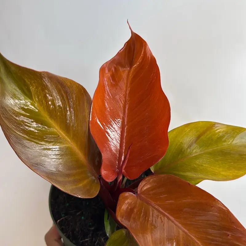 Philodendron Prince of Orange 6” pot House Plant - Unique Leaves, Easy Care Requirements, Ideal for Beginners, Indoor Home Decoration