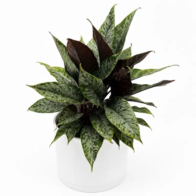 Apoballis acuminatissima 6” Pot – Rare Tropical Foliage Plant | Silver-Patterned Collector Houseplant | Exotic Indoor Plant