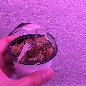 Alocasia Bambino Variegated  plant with easy potting plug to starts , rare plant and easy care, fast growing  Alocasia bambino Variegated