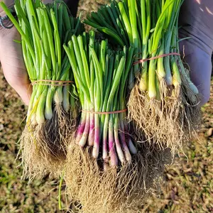 Hoss Long-Day Variety Onion Plant Bundle | 150 Plants | 3 Varieties