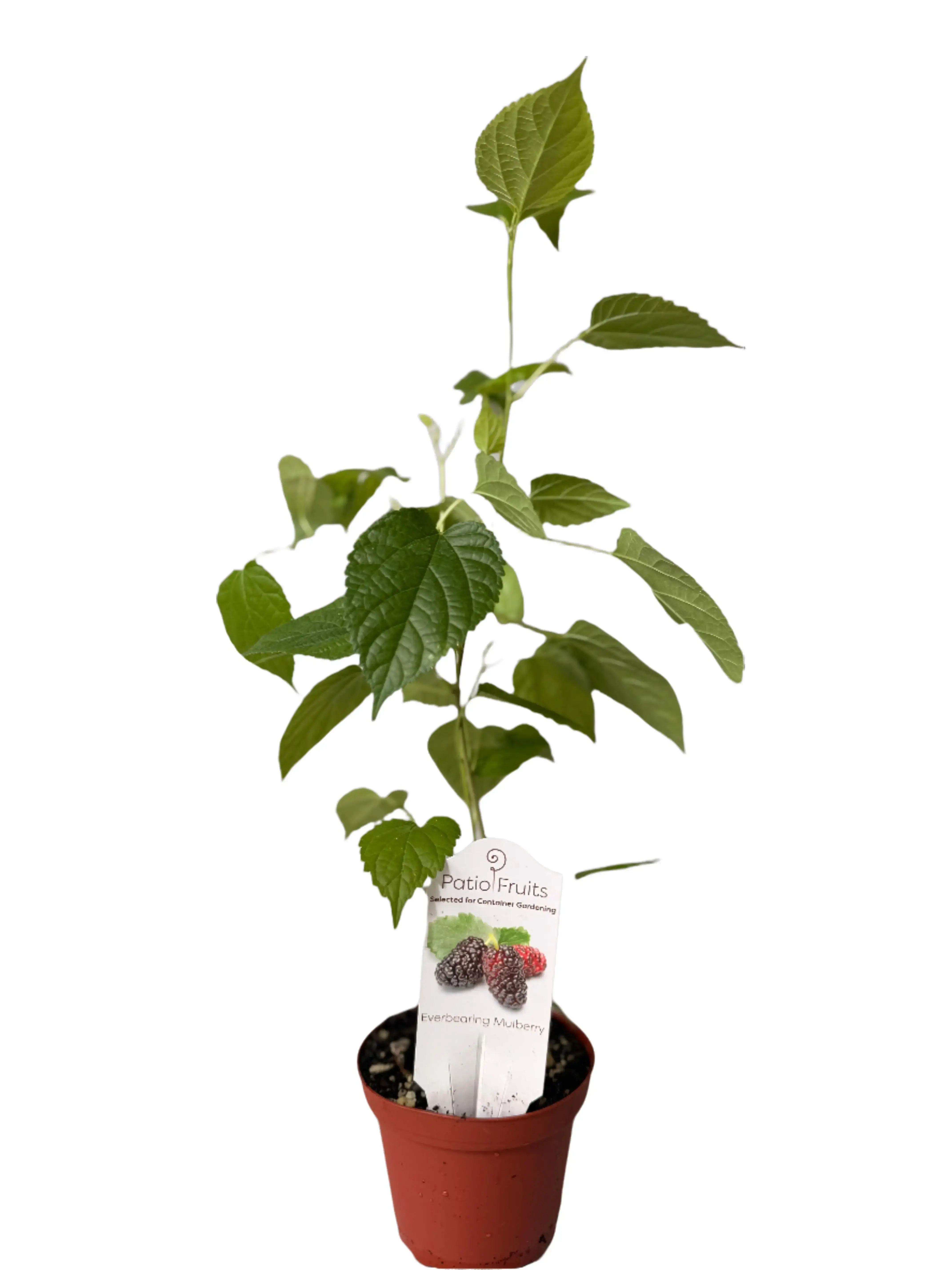 2-Pack Dwarf Patio Everbearing Mulberry Bush Live Plants - Morus Nigra, Low-Maintenance Self-Pollinating Fruit, Pot/Container Growing, Zones 5-10