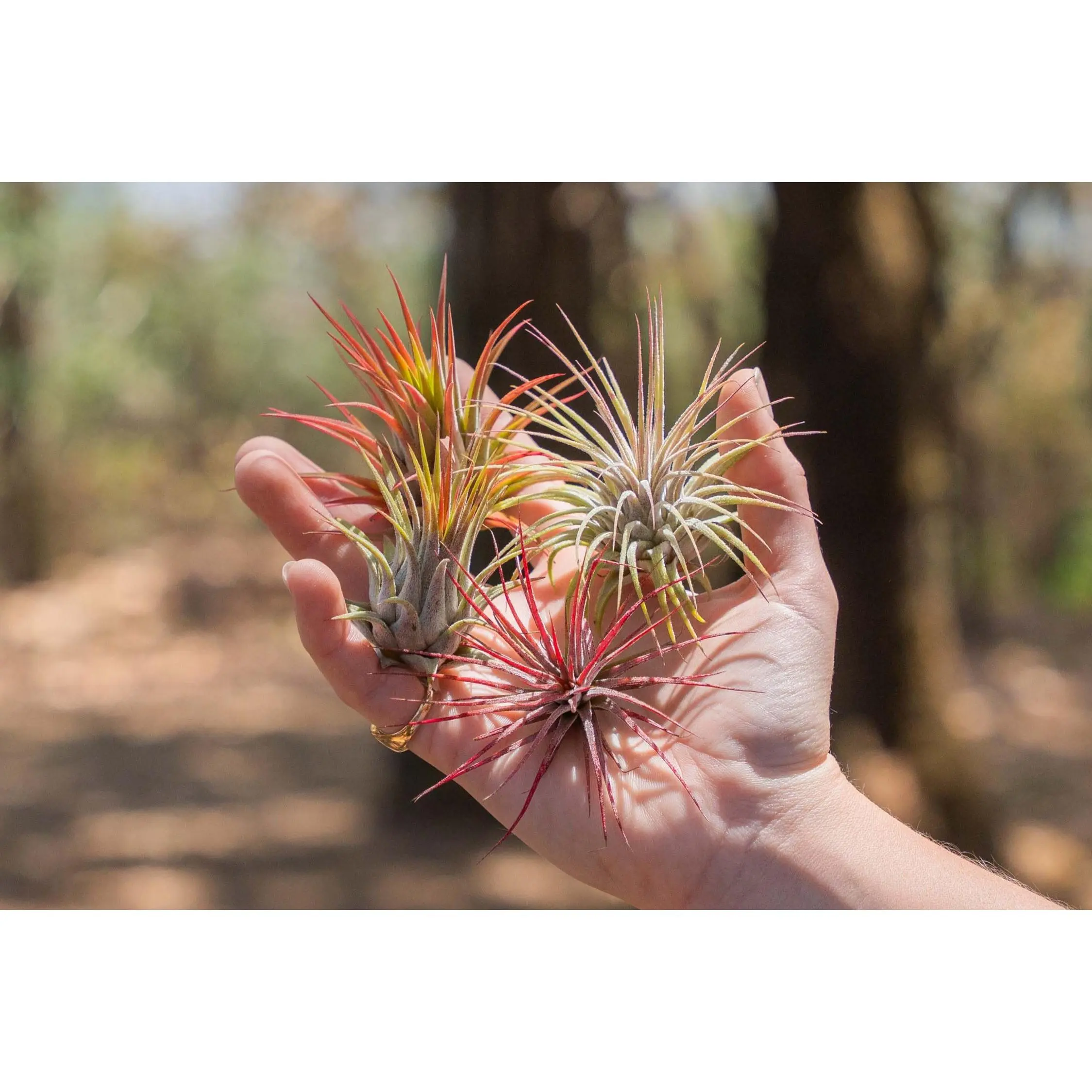 Tillandsia Ionantha Collection of 3 Air Plants