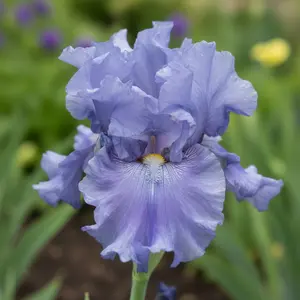 50 Light Blue Bearded Iris Seeds Perennial Iris Flower for Garden Planting Soft Pastel Blooms Ruffled Petals USDA Zones 4-9