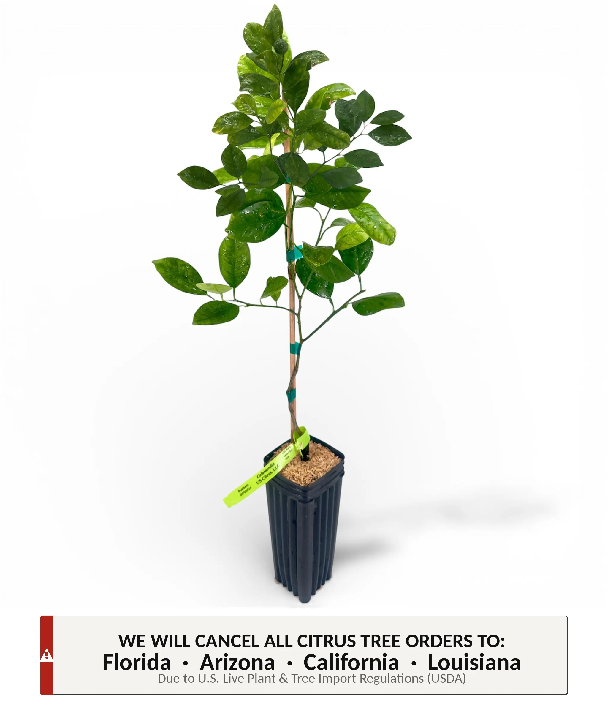 Calamondin Tree | No Ship CA AZ LA FL | US Citrus Nursery | Sweet Tangy Kalamansi, Asian Cooking Citrus, Natural Live Citrus Plant, Indoor Outdoor Container Fruit Tree |