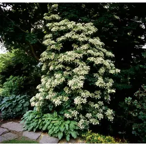 1 Gal. Climbing Hydrangea Plant with Masses of Fragrant White Flowers Covering Vines Nocturnal Gardens