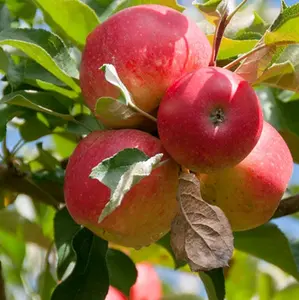 Gala Apple Seedlings from Fast Growing Trees