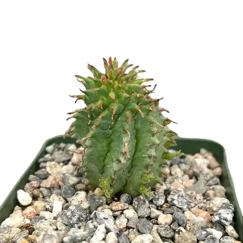 Twisted Euphorbia Cactus - Spiral cactus - Rare succulent - Live Plant in 2'' pot
