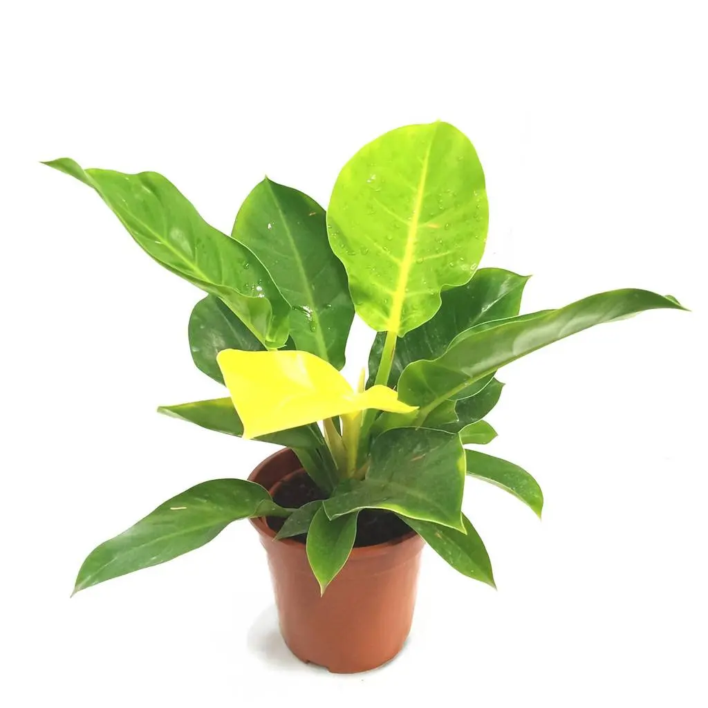 Philodendron Moonlight - Live Plant in a 4 Inch Growers Pot - Philodendron 'Moonlight' - Extremely Rare Indoor Air Purifying Houseplant